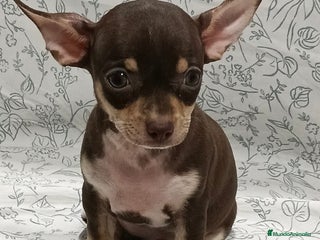 Chihuahua perros - Anuncio 19