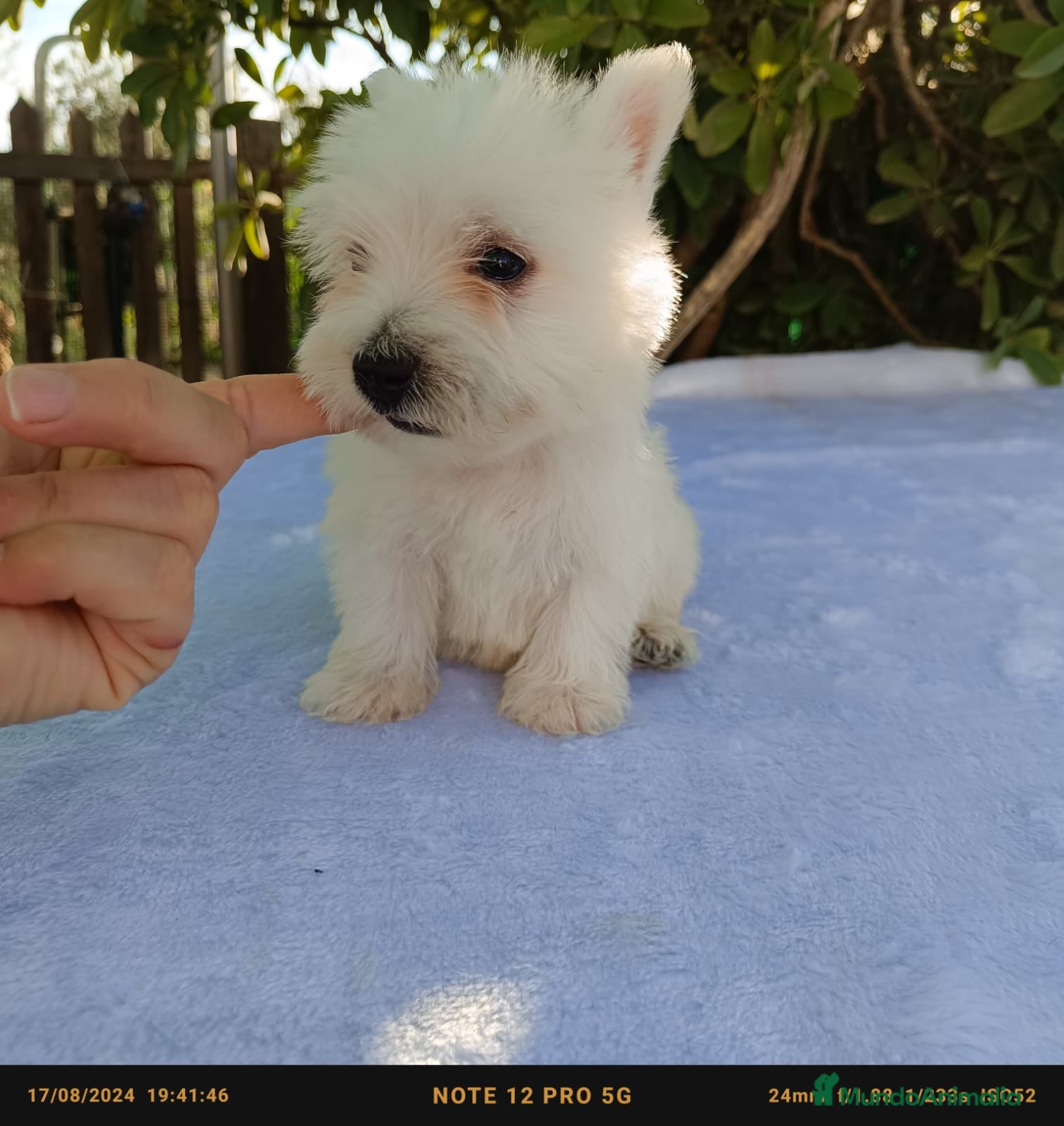 West Highland White Terrier perros West Highland White terrier - Anuncio 1
