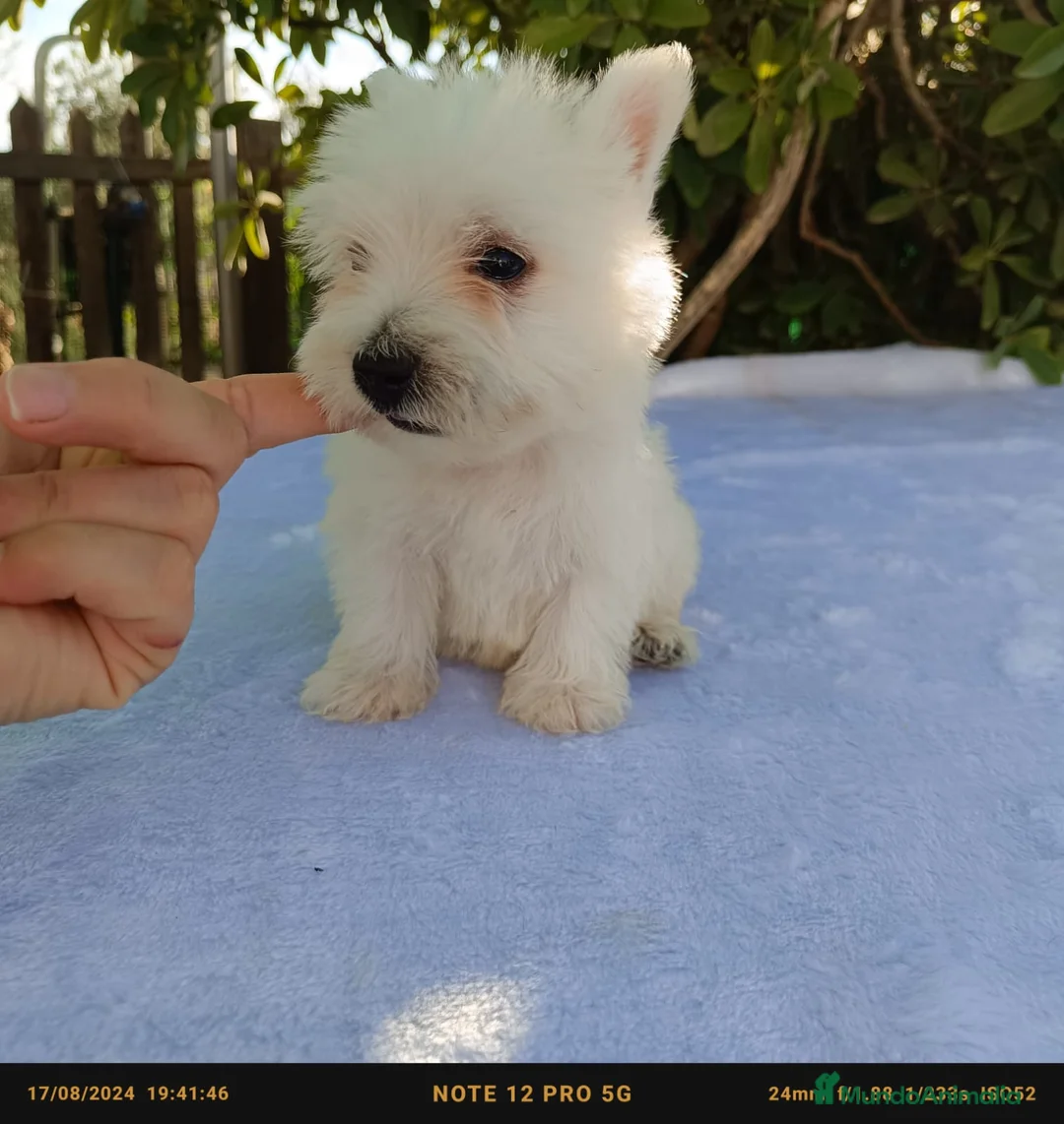 West Highland White Terrier perros en venta: West Highland White terrier en Sevilla - Anuncio 1