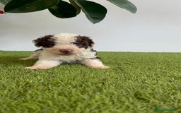 Perro de Agua Español perros en venta: PERRO DE AGUA ESPAÑOL MACHO - Imagen 8