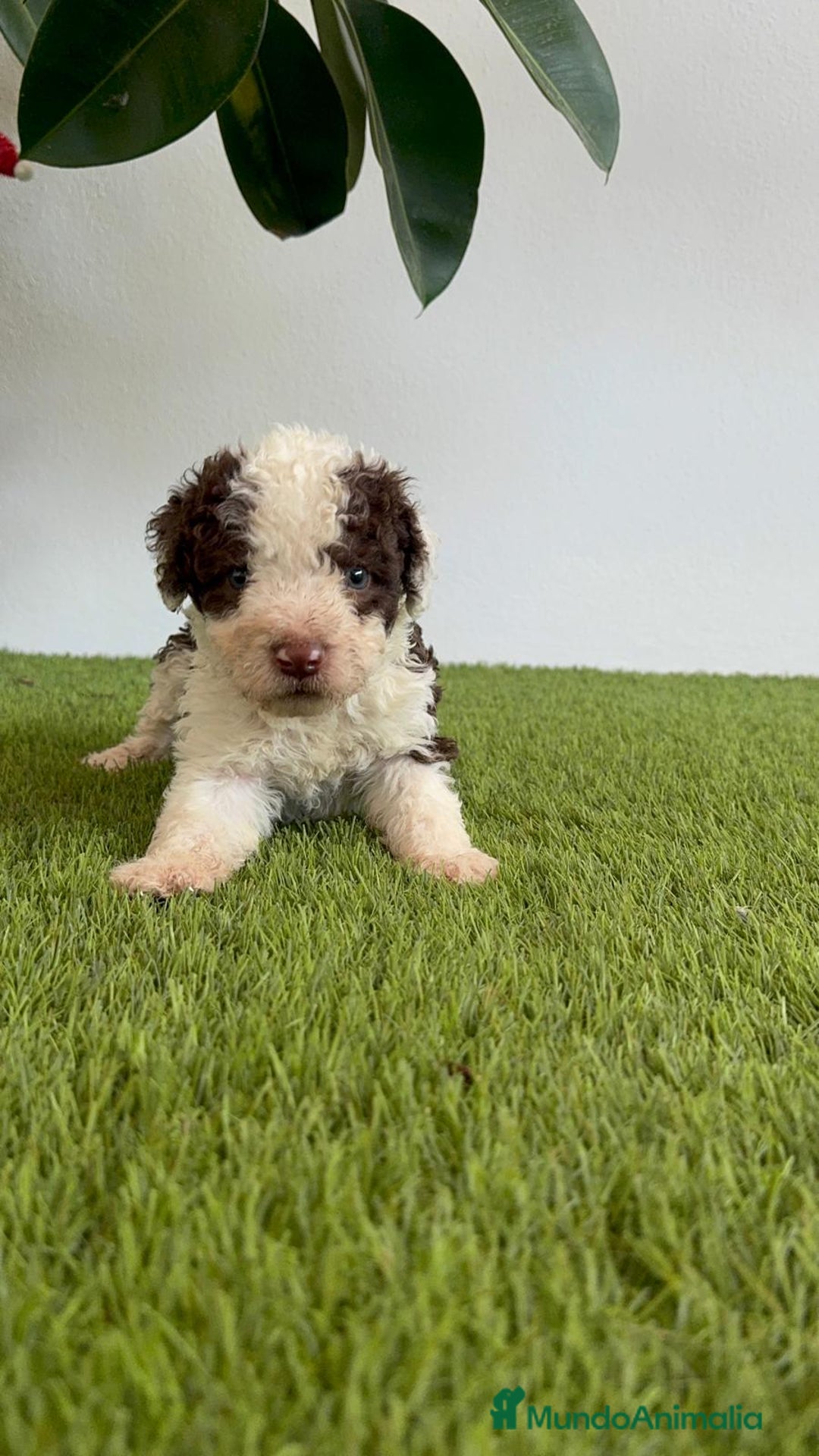 Perro de Agua Español perros en venta: PERRO DE AGUA ESPAÑOL MACHO - Imagen 8