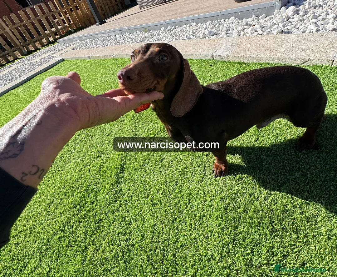 Teckel Miniatura perros en venta: TECKEL 4 MESES MINI - Anuncio 4