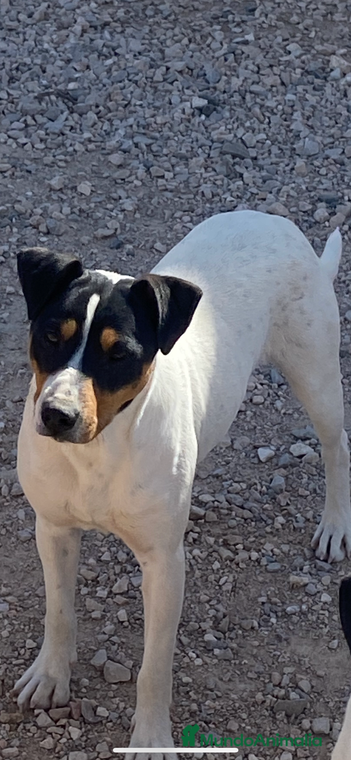 Ratonero Bodeguero Andaluz perros Ratonero bodeguero andaluz  - Anuncio 1