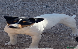 Ratonero Bodeguero Andaluz perros en venta: Ratonero bodeguero andaluz  - Imagen 1