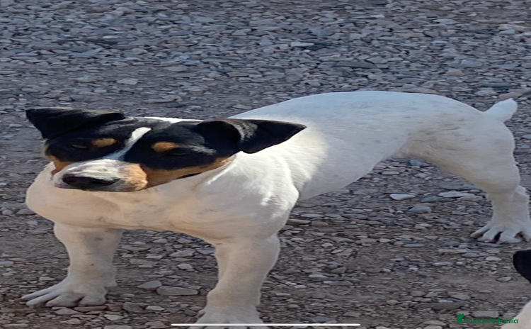 Ratonero Bodeguero Andaluz perros - Anuncio 1