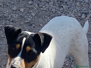 Ratonero Bodeguero Andaluz perros - Anuncio 1