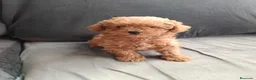 Caniche Enano perros en venta: Caniche miniaturas  - Anuncio 1