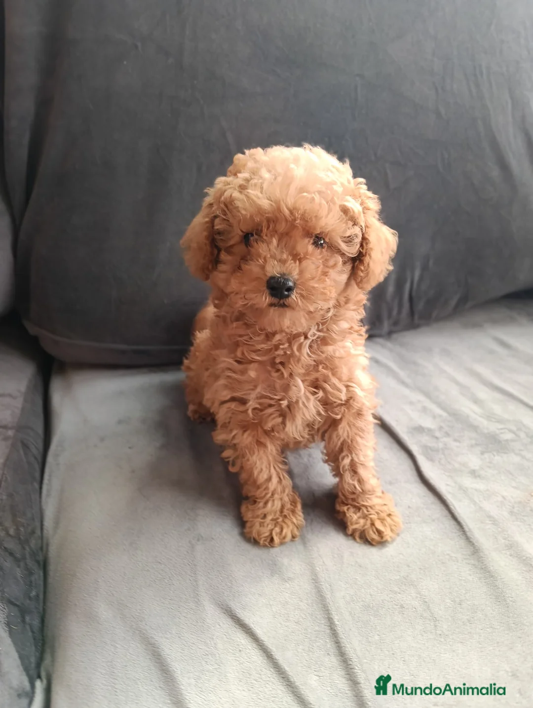 Caniche Enano perros en venta: Caniche miniaturas  - Anuncio 1