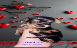 Yorkshire Terrier perros en venta: Yorkshire  - Imagen 3