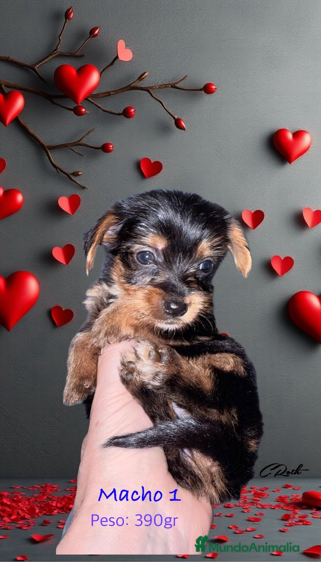 Yorkshire Terrier perros en venta: Yorkshire  - Imagen 3