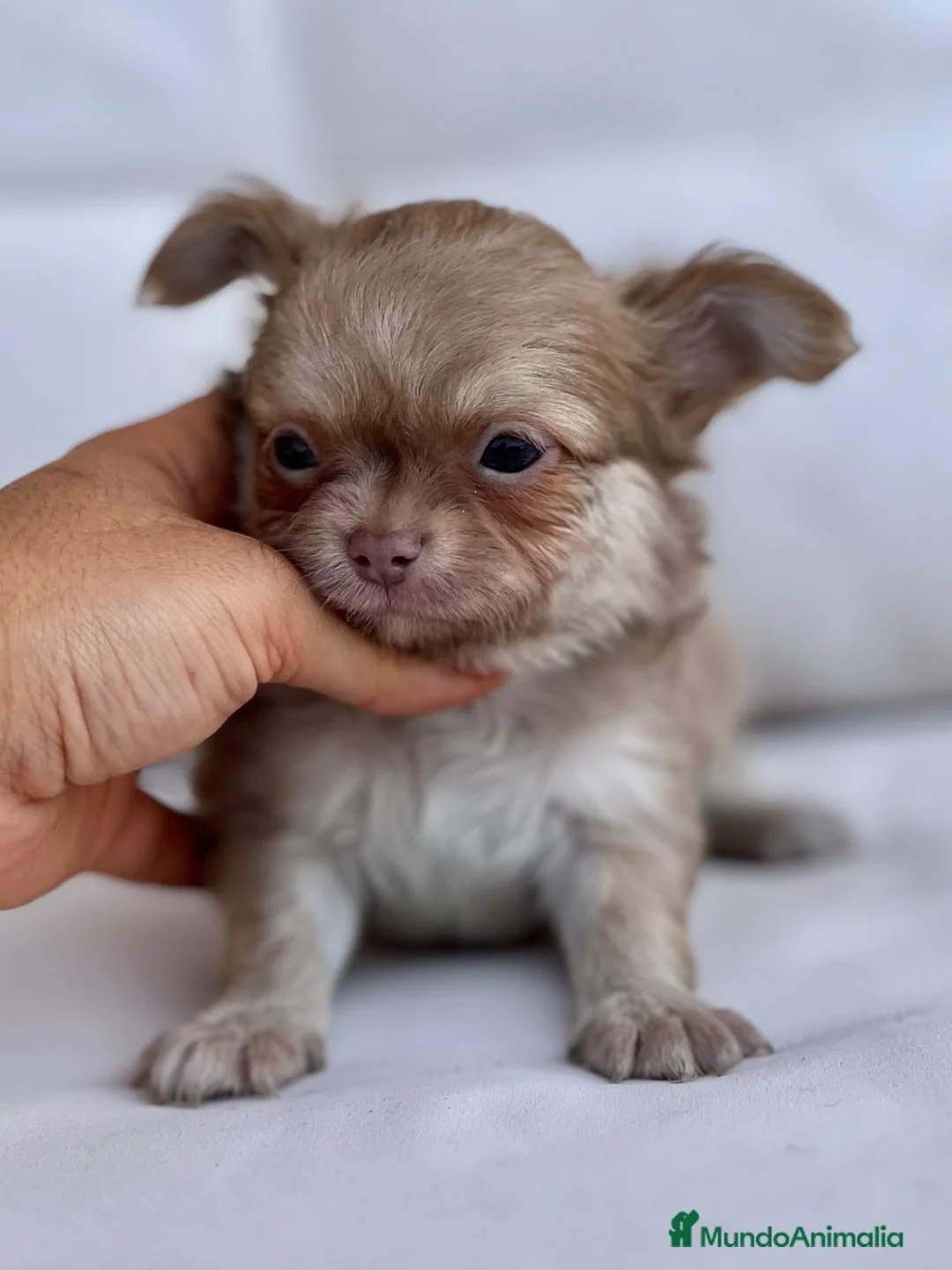 Chihuahua perros en venta: CHIHUAHUAS THELUXEPUPPYS - Anuncio 3
