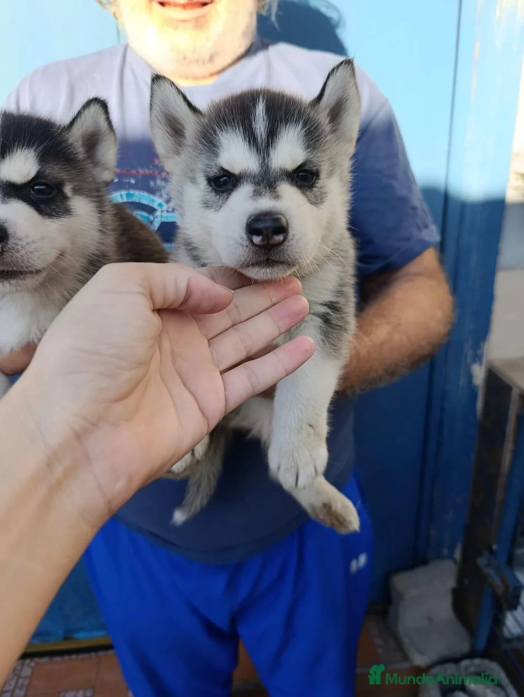 Husky Siberiano perros en venta: Husky siberiano  - Anuncio 2
