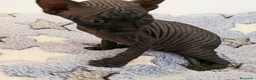 Sphynx gatos en venta: Precioso machito negro  - Anuncio 2