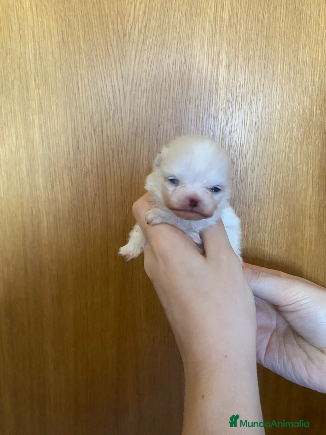Pomerania perros en venta: Pomerania - Anuncio 3
