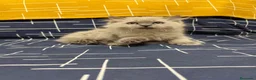 Sagrado de Birmania gatos en venta: Birmanos 641387649 - Anuncio 3