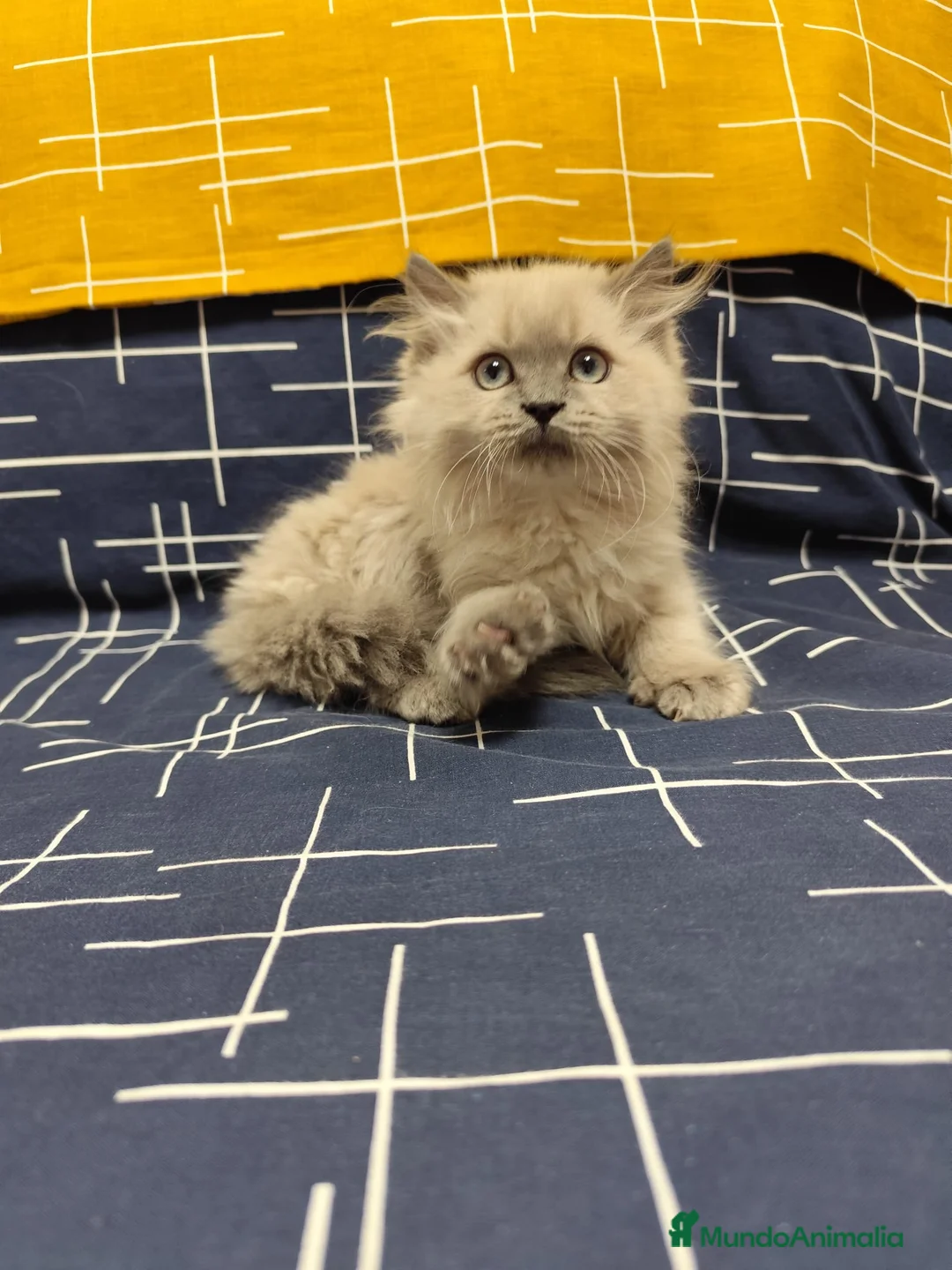 Sagrado de Birmania gatos en venta: Birmanos 641387649 - Anuncio 3