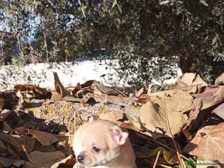 Chihuahua perros Chihuahuas toy cabeza de manzana - Anuncio 1