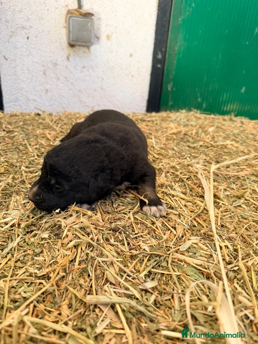 Raza Mixta perros en venta: Mestizo de mastín x Cáucaso  - Anuncio 27