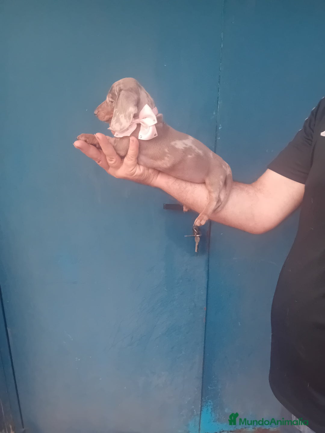 Teckel Miniatura perros en venta: Teckel canichen 💎 arlequín lilac y chocolate 🌈🍫 - Imagen 6