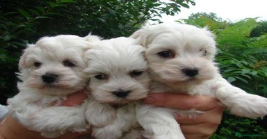 Bichón Maltés perros - Anuncio 1
