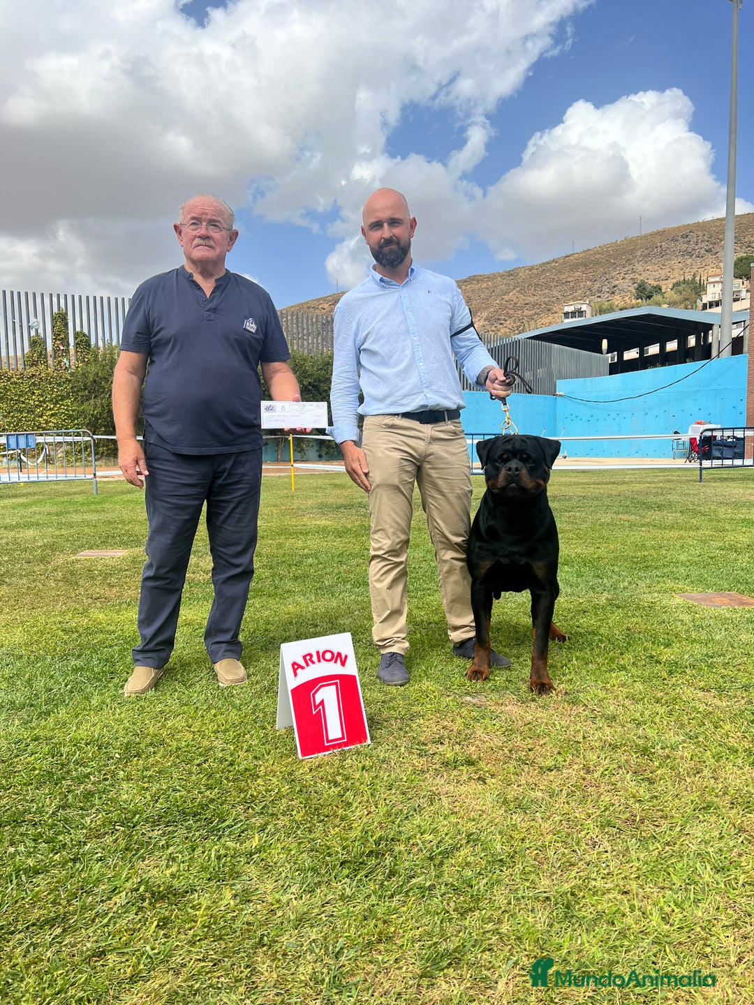 Rottweiler perros para monta: Campeón de España Para montas - Anuncio 5