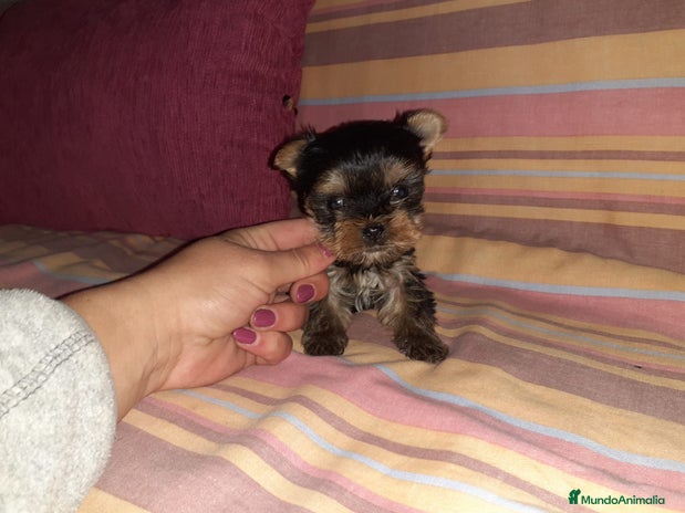 Yorkshire Terrier perros en Badajoz - Anuncio 13