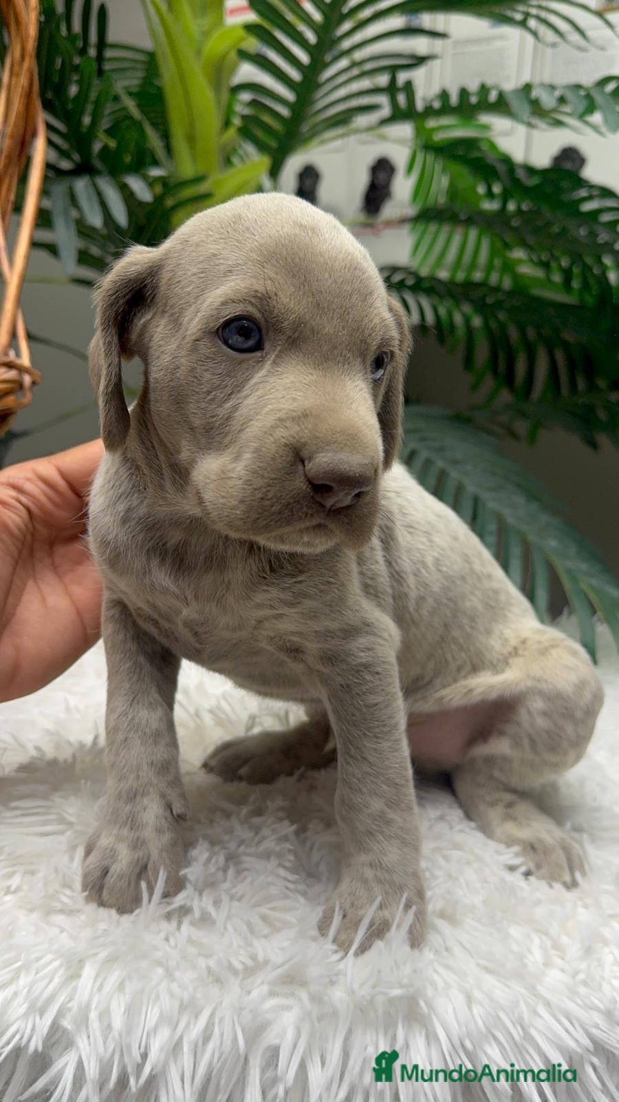 Braco Alemán de Pelo Corto perros en venta: BRACO ALEMAN - Anuncio 37