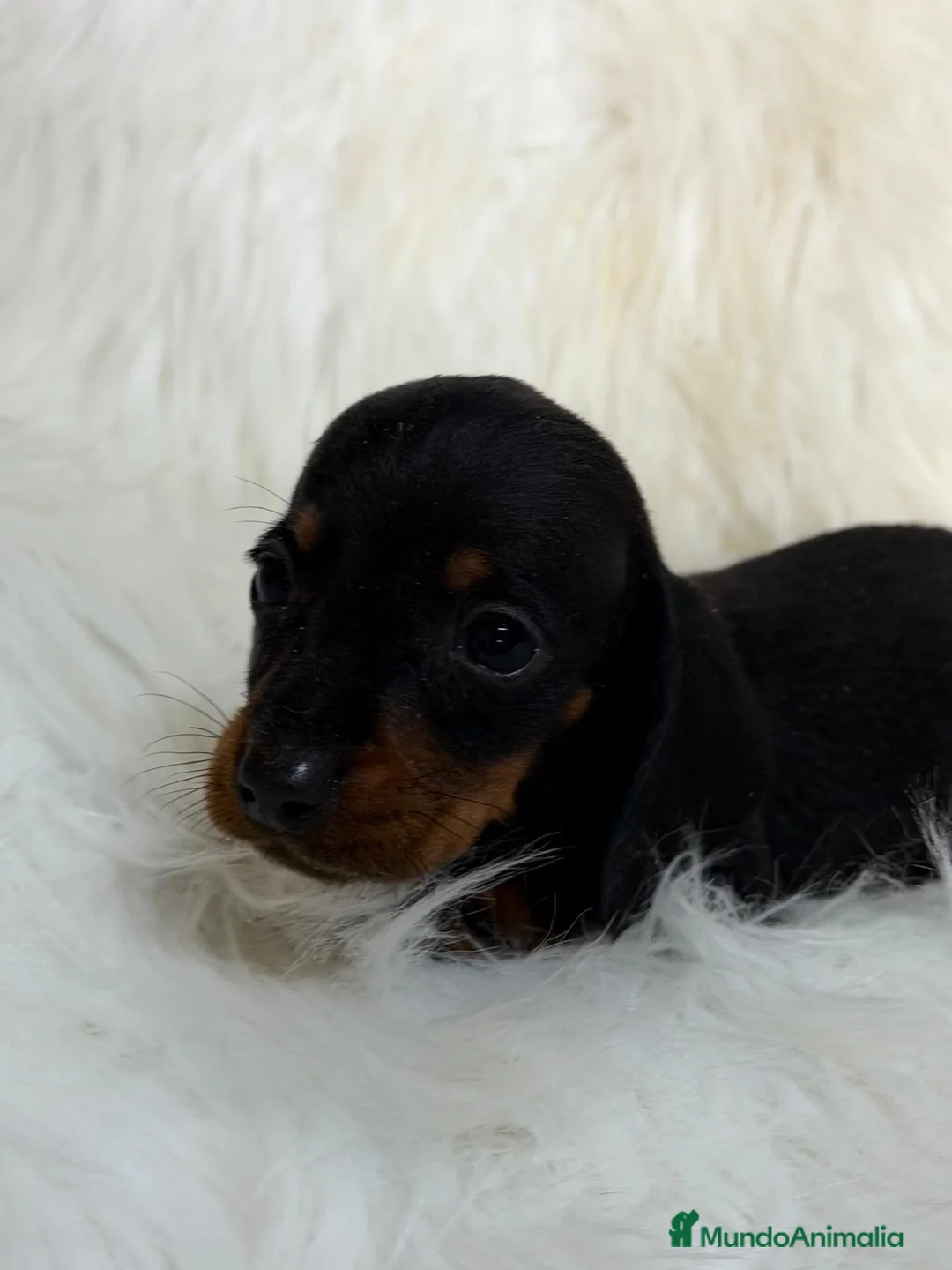 Teckel Miniatura perros en venta: CAMADA TECKEL KANICHEN LOS MAS PEQUEÑOS - Anuncio 1