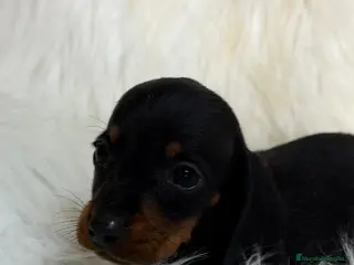 Teckel Miniatura perros CAMADA TECKEL KANICHEN LOS MAS PEQUEÑOS - Anuncio 1