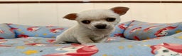 Chihuahua perros en venta: Cachorros chihuahuas color blanco y crema - Anuncio 3
