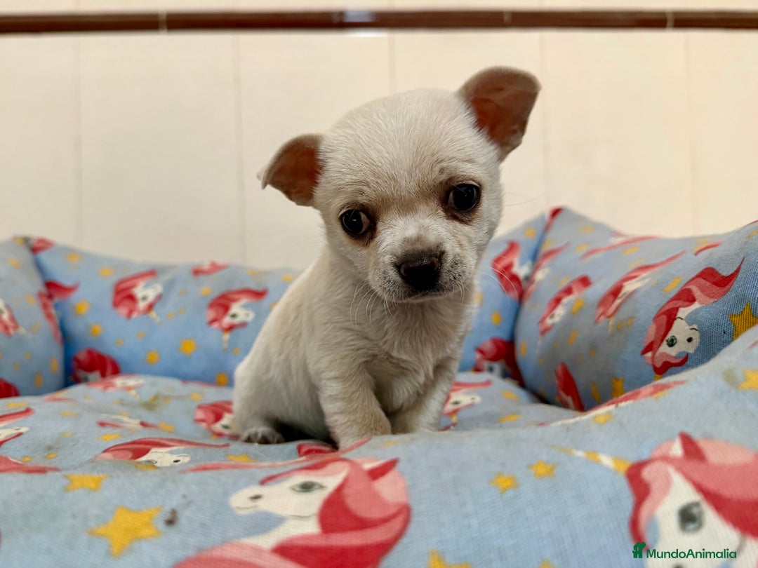 Chihuahua perros en venta: Cachorros chihuahuas color blanco y crema - Anuncio 3