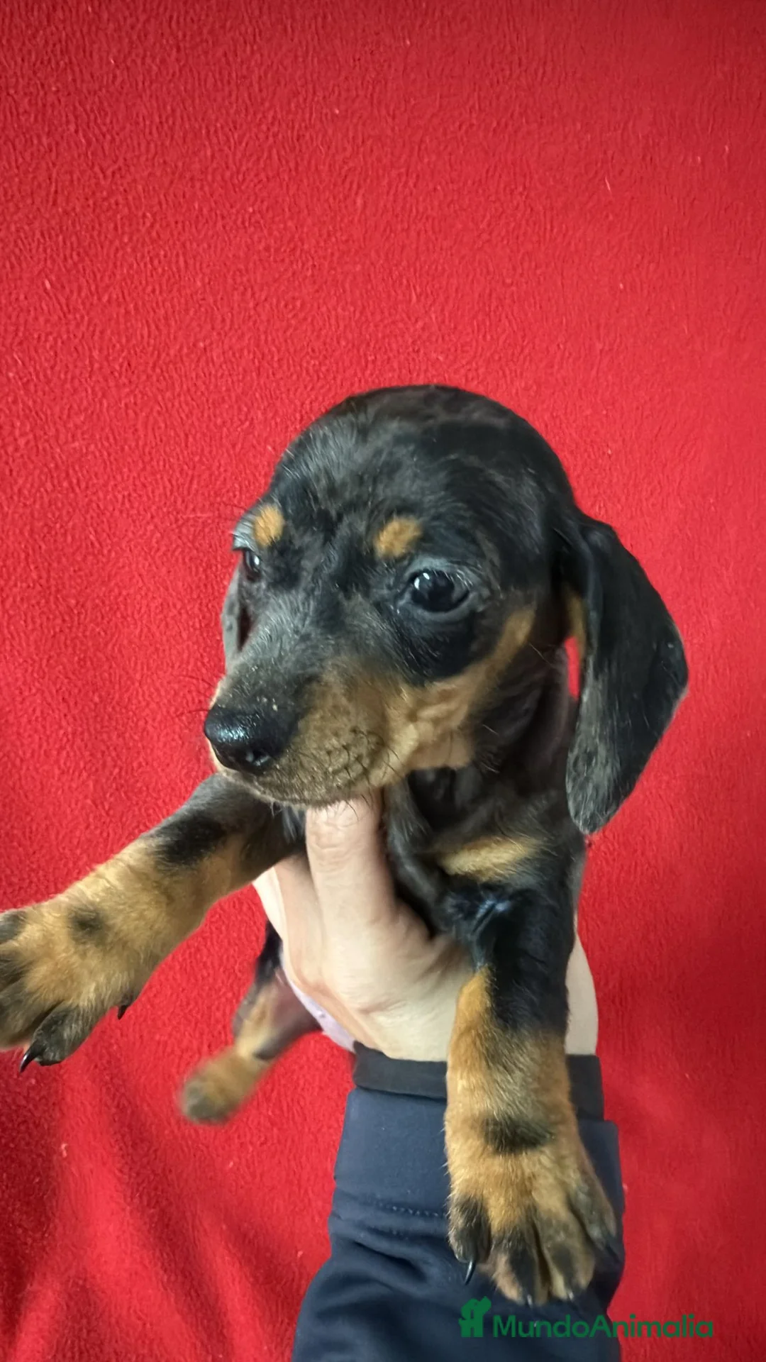 Teckel Miniatura perros en venta: Teckel Miniatura Arlequin  - Anuncio 1