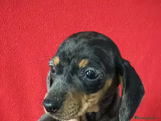 Teckel Miniatura perros Teckel Miniatura Arlequin - Anuncio 1