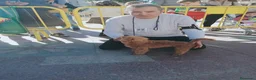 Caniche Toy perros en venta: Camada Caniche Toy - Anuncio 7