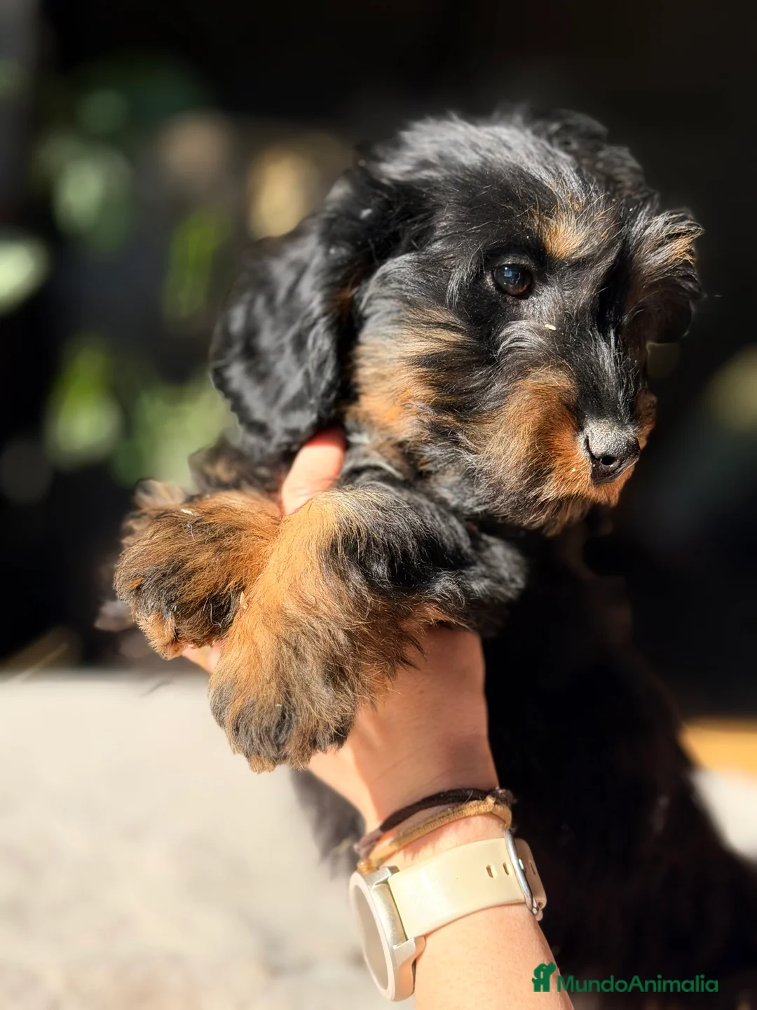 Teckel Miniatura perros en venta: Teckel pelo largo  - Anuncio 2