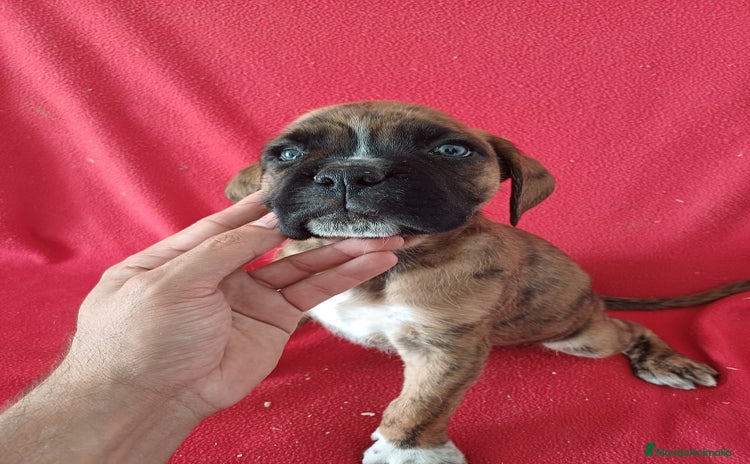 Boxer perros - Anuncio 1