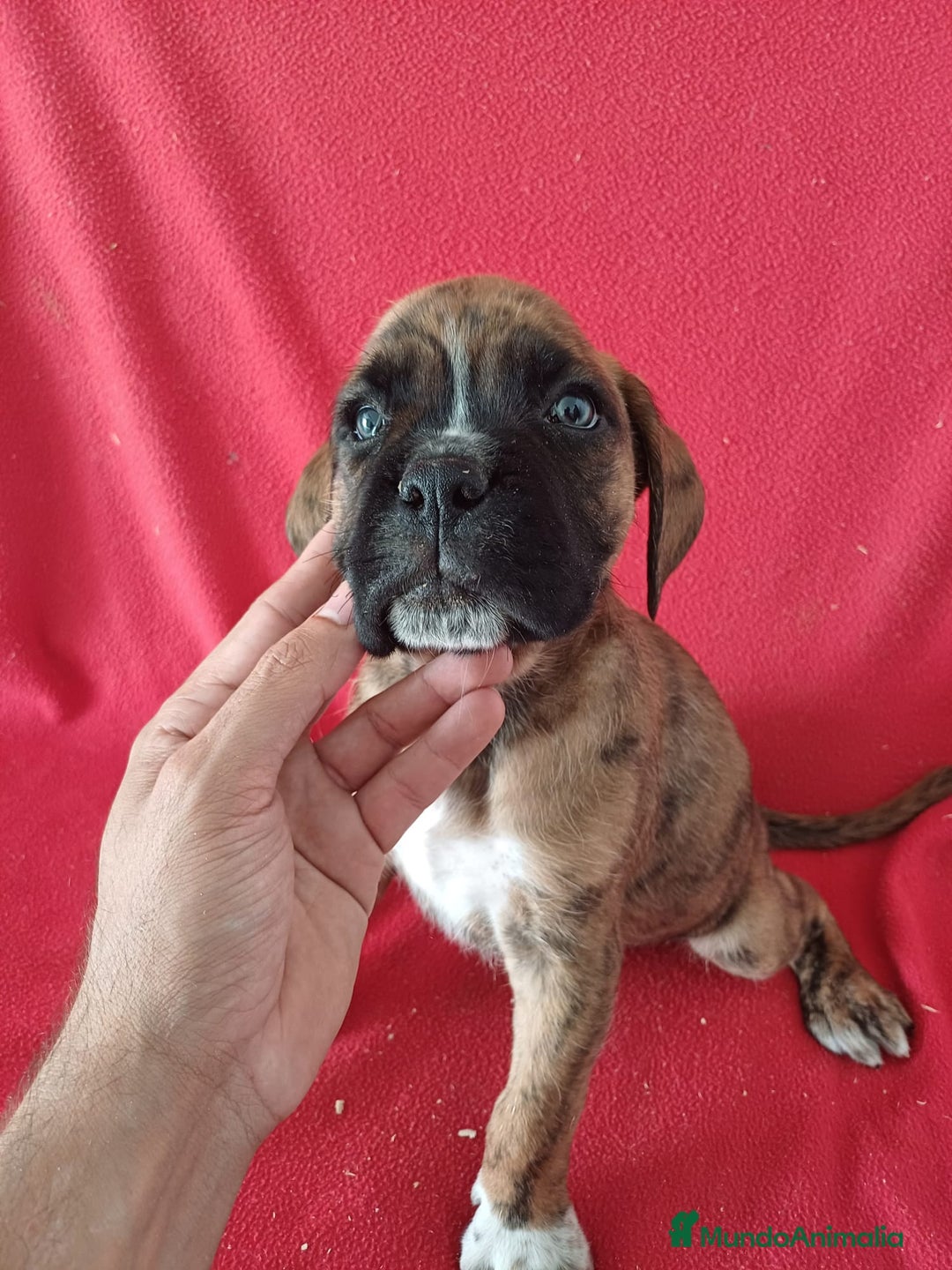 Boxer perros en venta: Boxer - Imagen 1