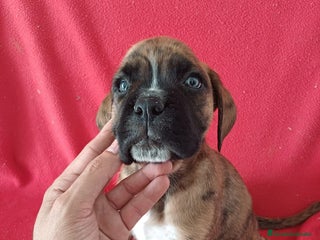Boxer perros - Anuncio 2