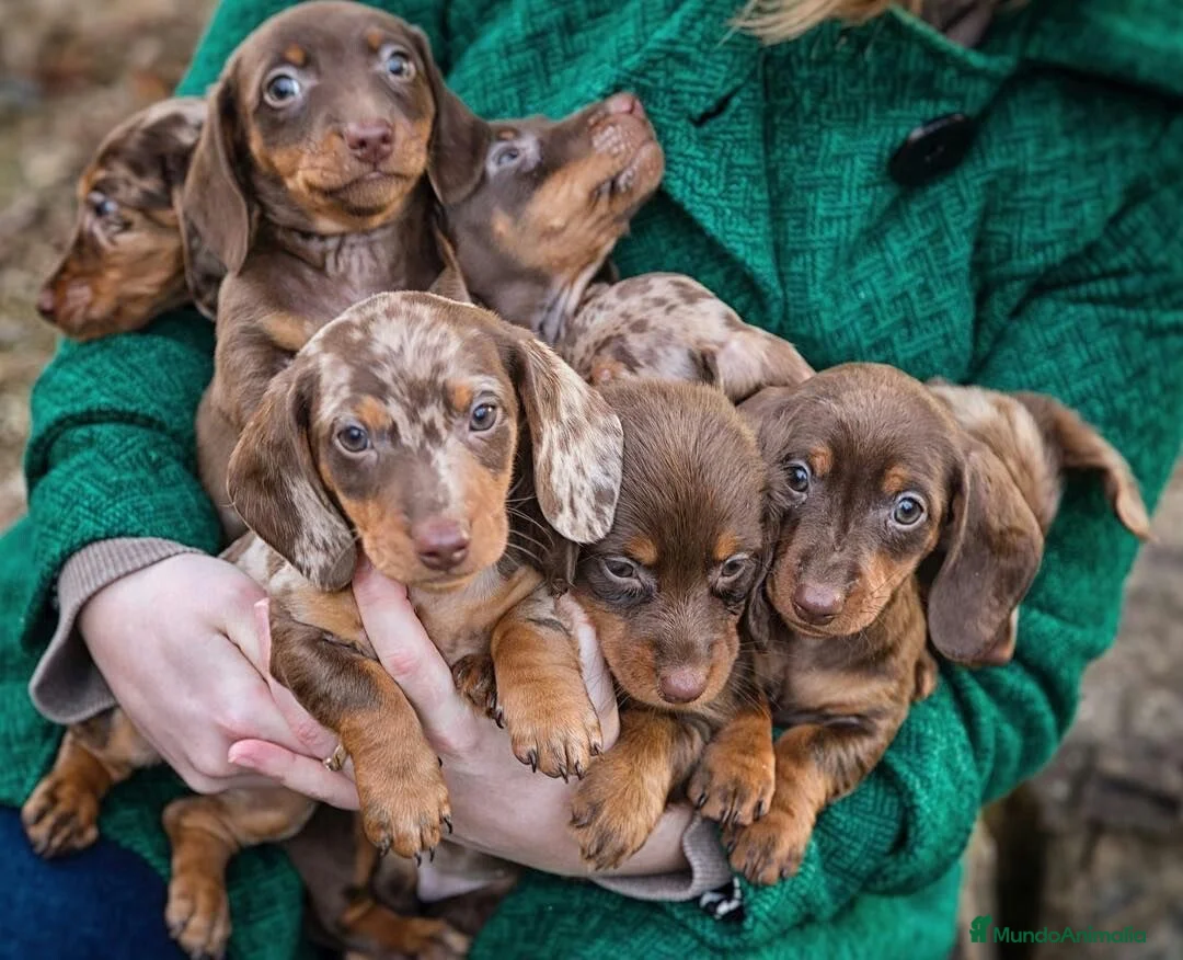 Teckel Miniatura perros en venta: Teckel chocolate sólido y arlequín 🐣🍫 - Anuncio 5