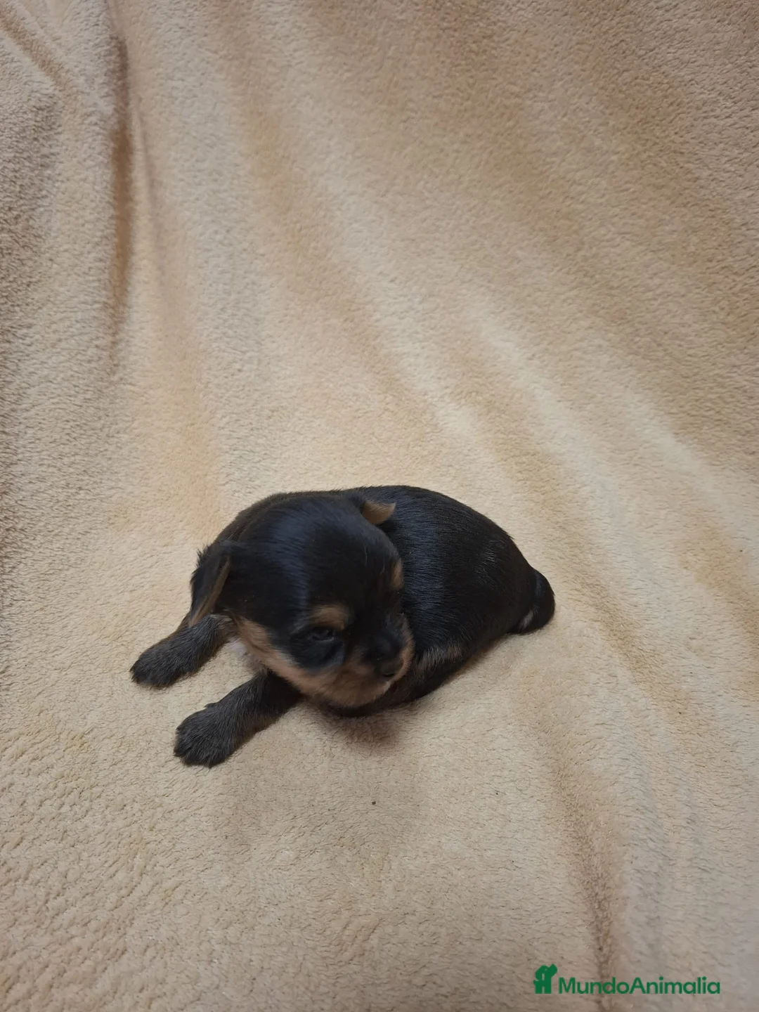 Yorkshire Terrier perros en venta: Preciosa Camada de Yorkshire  - Anuncio 4