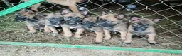 Pastor Belga Malinois perros en venta: Pastor Belga Malinois - Anuncio 12