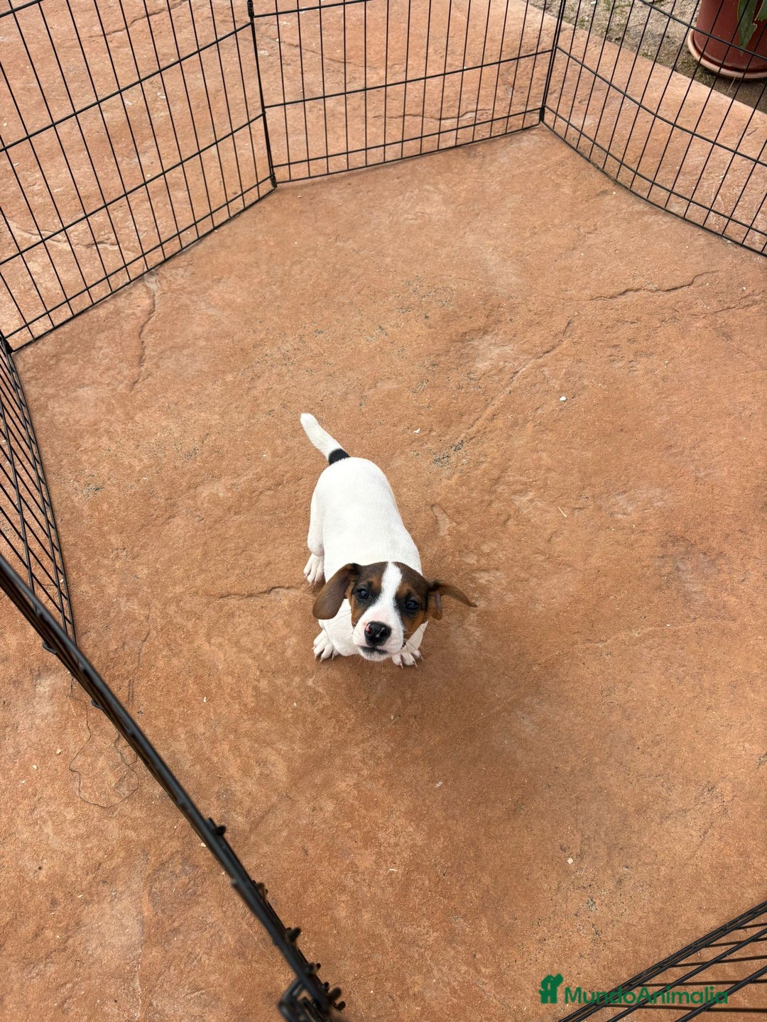 Jack Russell Terrier perros en venta: Jack Russell última hembra  - Anuncio 4