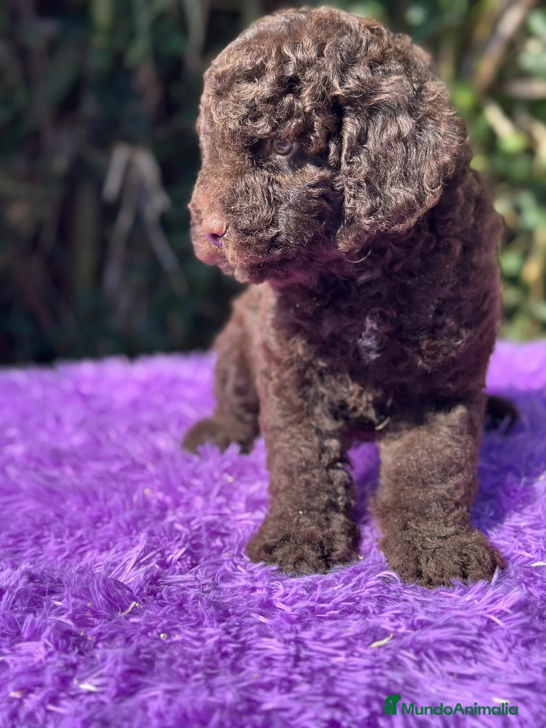 Perro de Agua Español perros en venta: Perro de agua español - Anuncio 6