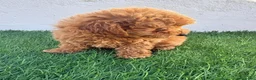 Caniche Toy perros en venta: Caniche toy - Anuncio 12