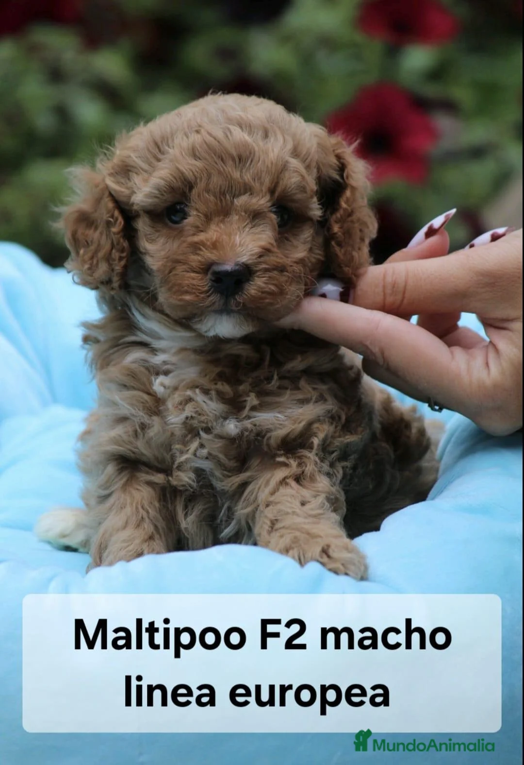 Maltipoo perros en venta: Preciosos cachorros Maltipoo en Lugo - Anuncio 2