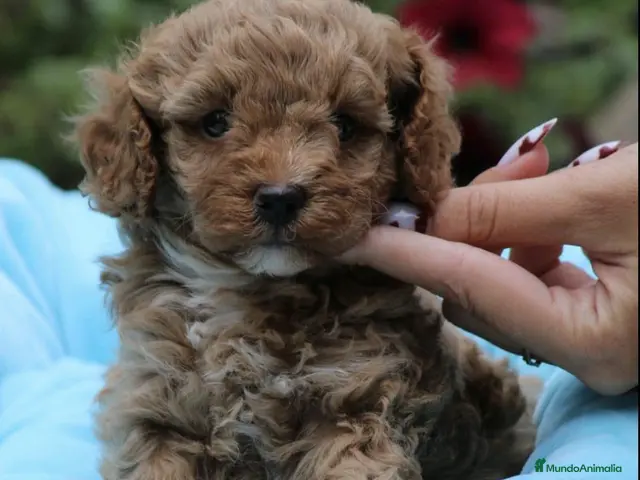 Maltipoo perros Preciosos cachorros Maltipoo - Anuncio 2