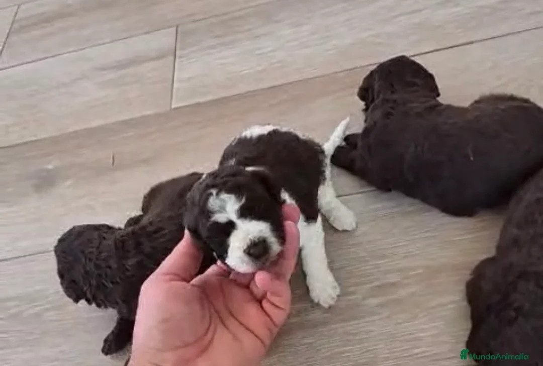 Perro de Agua Español perros en venta: Perros de agua chocolate🩷🩵🐾 - Anuncio 1