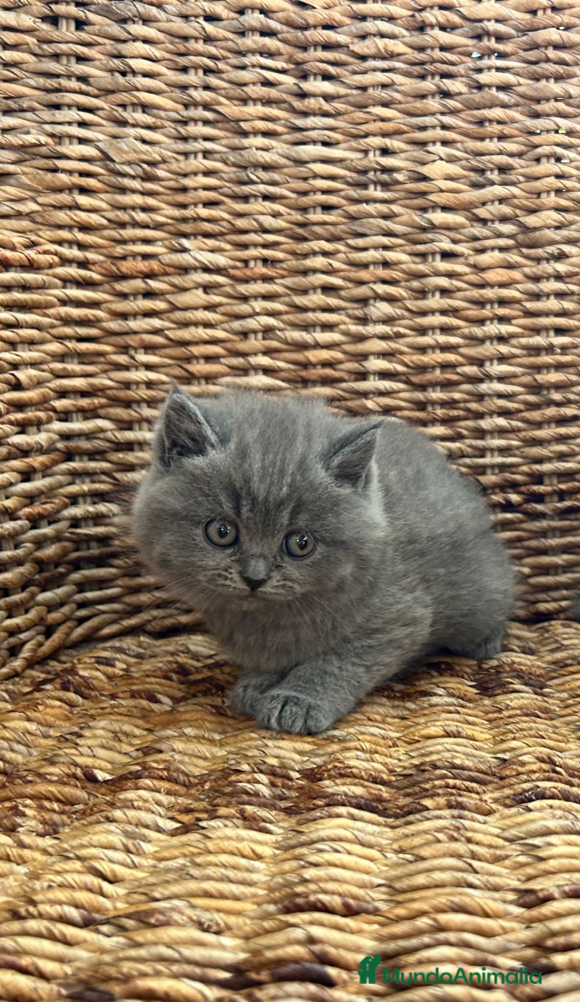 Británico de Pelo Corto Azul gatos British shorthair  - Anuncio 1