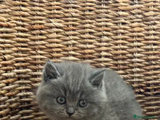 Británico de Pelo Corto Azul gatos British shorthair - Anuncio 1
