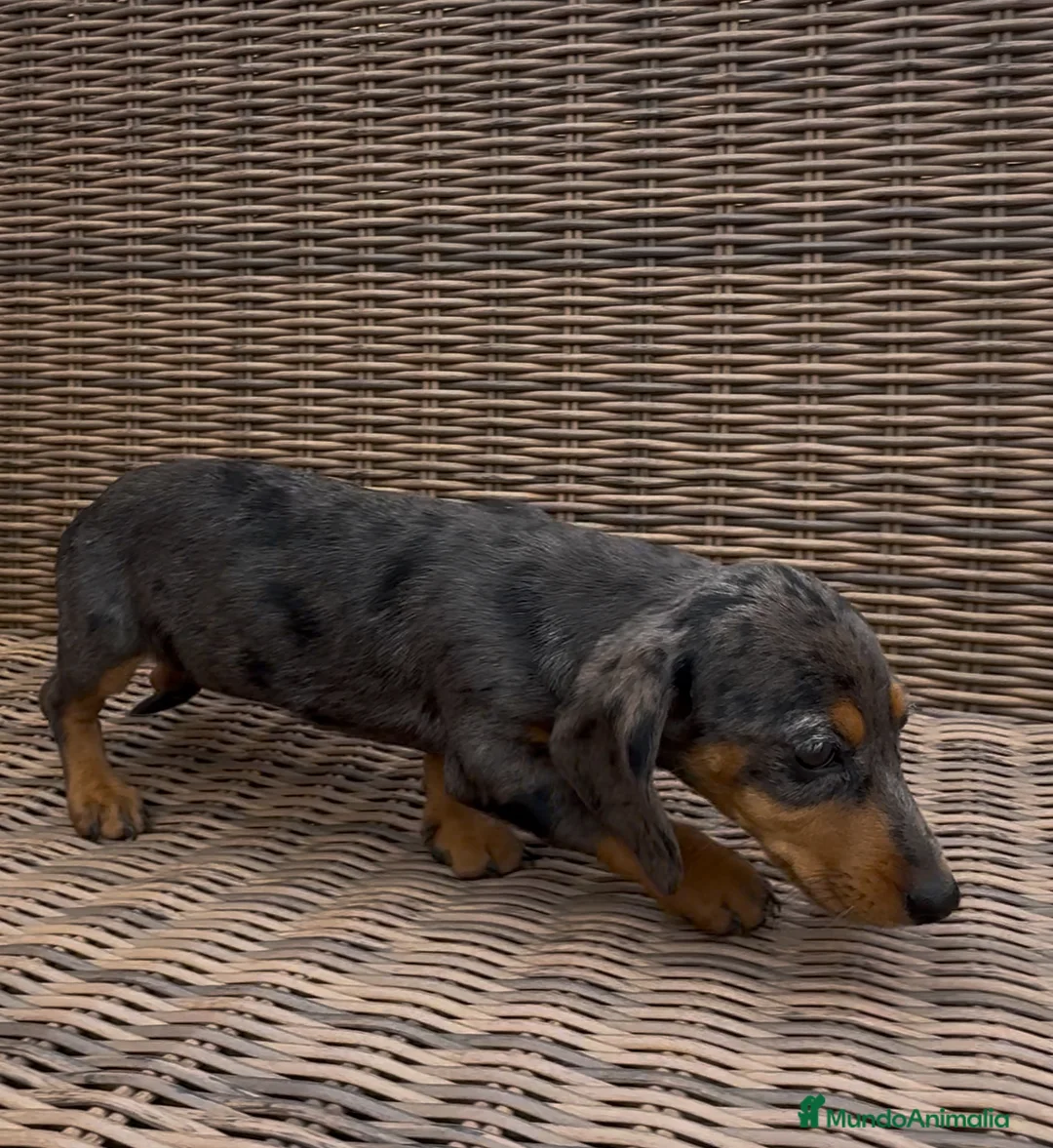 Teckel Miniatura perros en venta: Teckel Arlequín Plata en Illes Balears - Anuncio 3